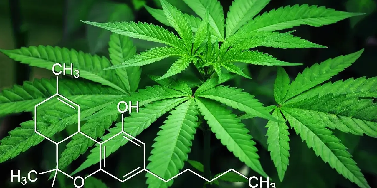 Liście konopi z nałożonym wzorem chemicznym CBD. Temat ten bywa powiązany z przestępstwami narkotykowymi.