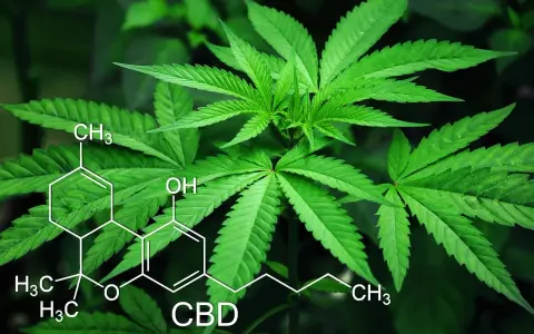 Liście konopi z nałożonym wzorem chemicznym CBD. Temat ten bywa powiązany z przestępstwami narkotykowymi.