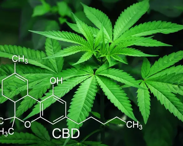 Liście konopi z nałożonym wzorem chemicznym CBD. Temat ten bywa powiązany z przestępstwami narkotykowymi.